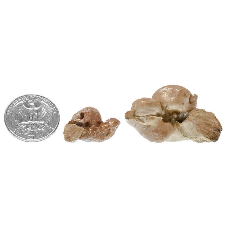 Fish Ear Bone - Fossil