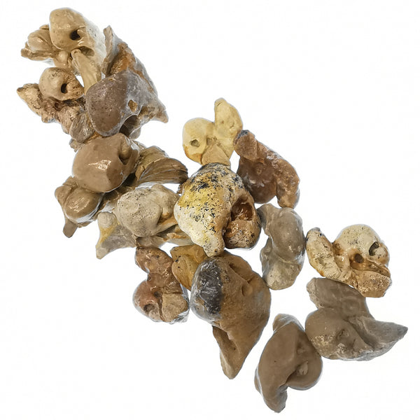 鱼耳骨 - 化石