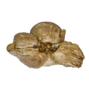 Dolphin Ear Bone - Fossil