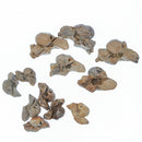 Dolphin Ear Bone - Fossil