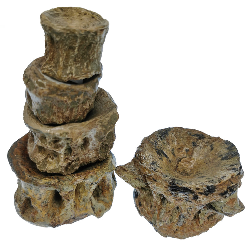 鱼椎骨 - 化石