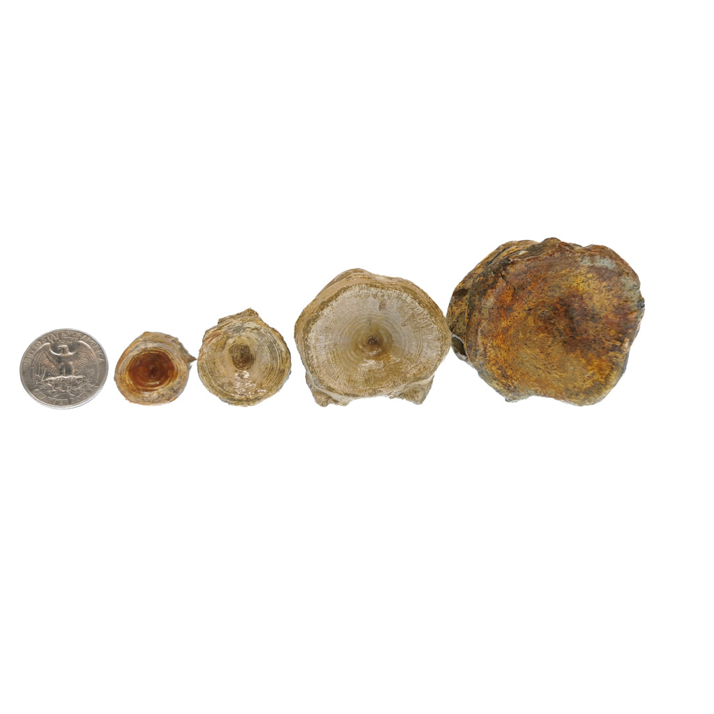Shark Vertebrae fossil.