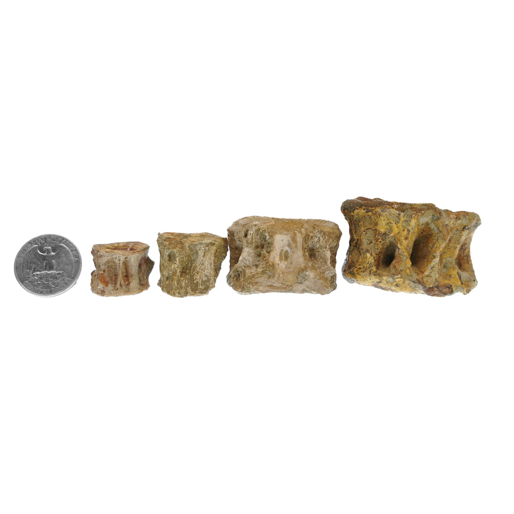 Shark Vertebrae fossil.