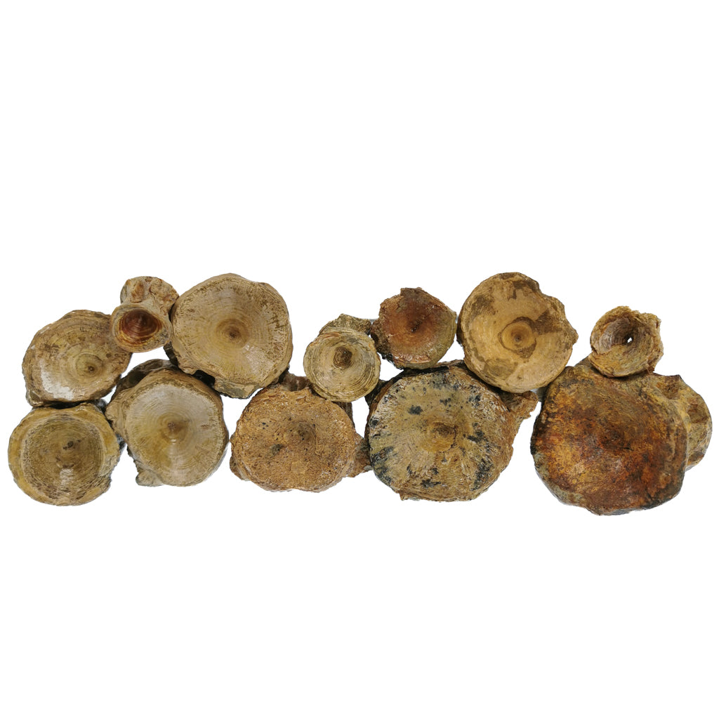 Shark Vertebrae fossil.