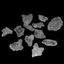 Fish Tail Selenite - Mineral