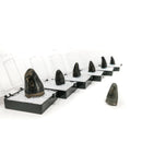 鳄鱼牙齿 - 化石