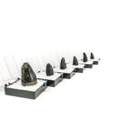 鳄鱼牙齿 - 化石