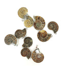 Ammonite - Pendant