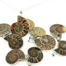 Ammonite - Pendant