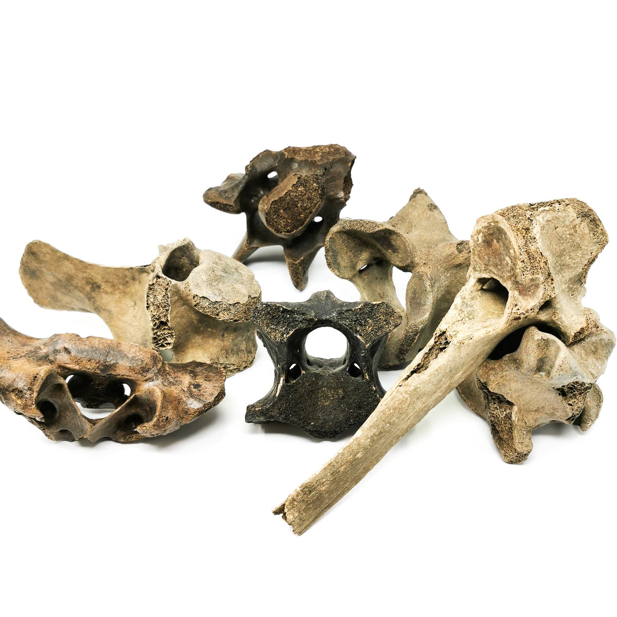 Bison Partial Vertebrae fossil from Kentucky, USA.