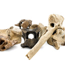 野牛部分椎骨 - 化石