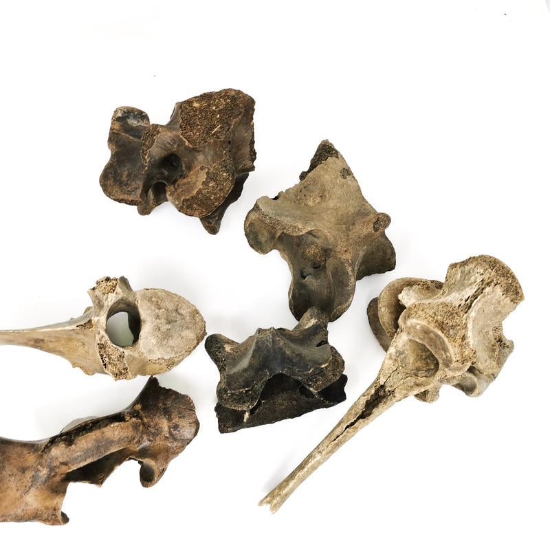 Bison Partial Vertebrae - Fossil