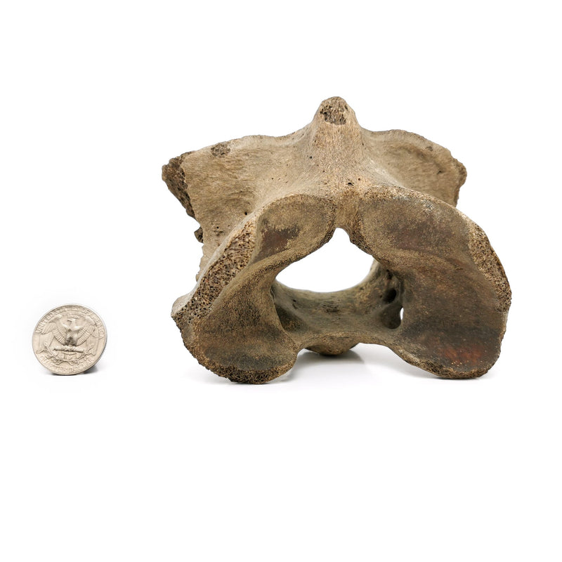 Bison Partial Vertebrae - Fossil