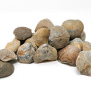 大型腕足动物 - 化石