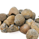 大型腕足动物 - 化石