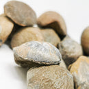 大型腕足动物 - 化石