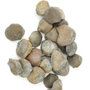 大型腕足动物 - 化石