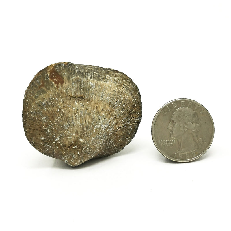 Large Brachipod - Fossil