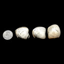 Bivalve Clam - Fossil