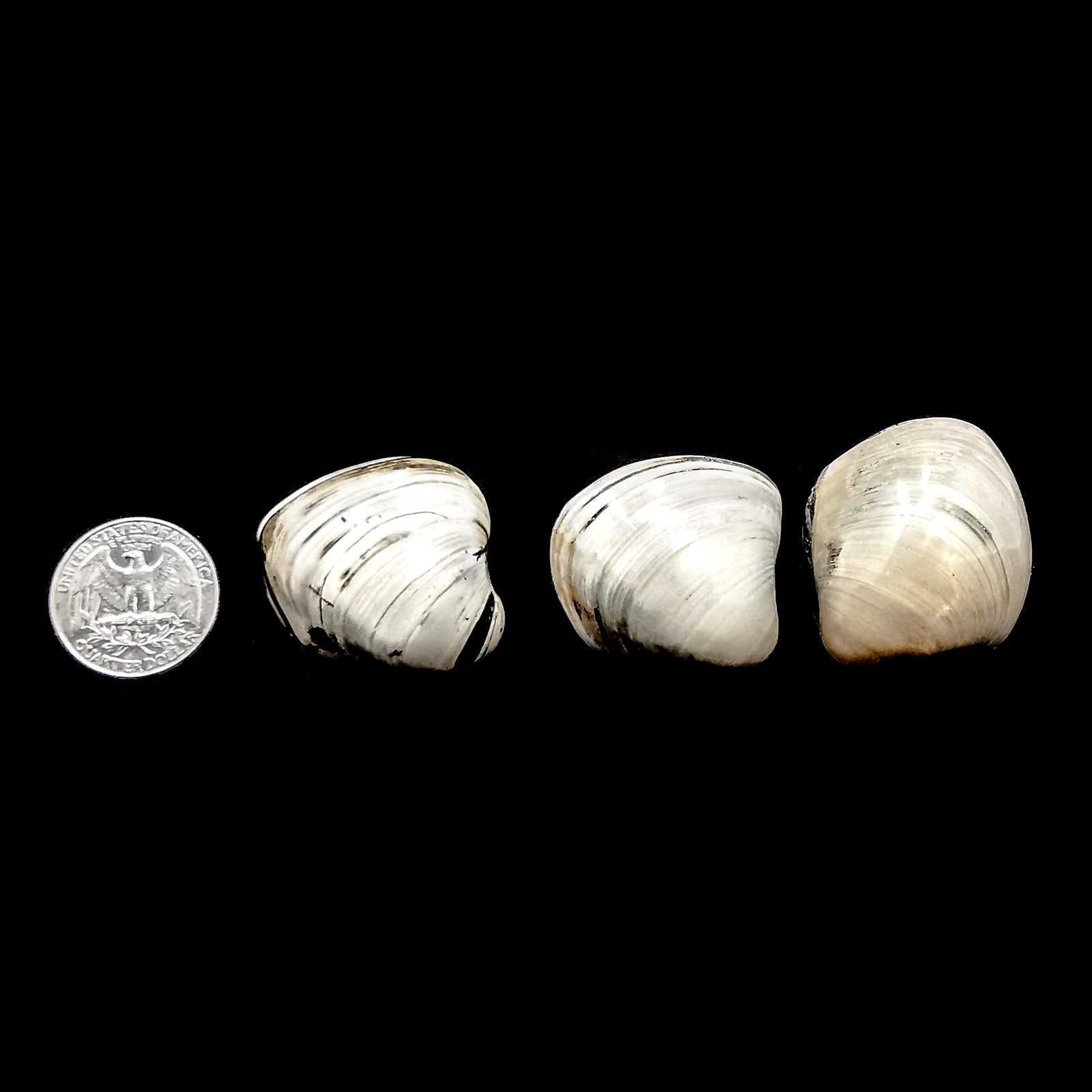 Bivalve Clam Fossil