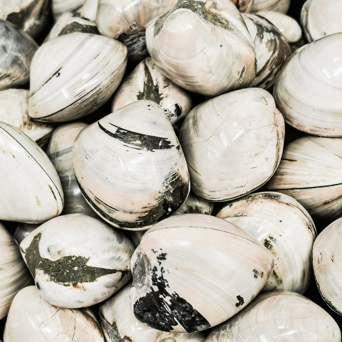 Bivalve Clam fossil.