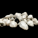 Bivalve Clam - Fossil