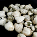 Bivalve Clam - Fossil