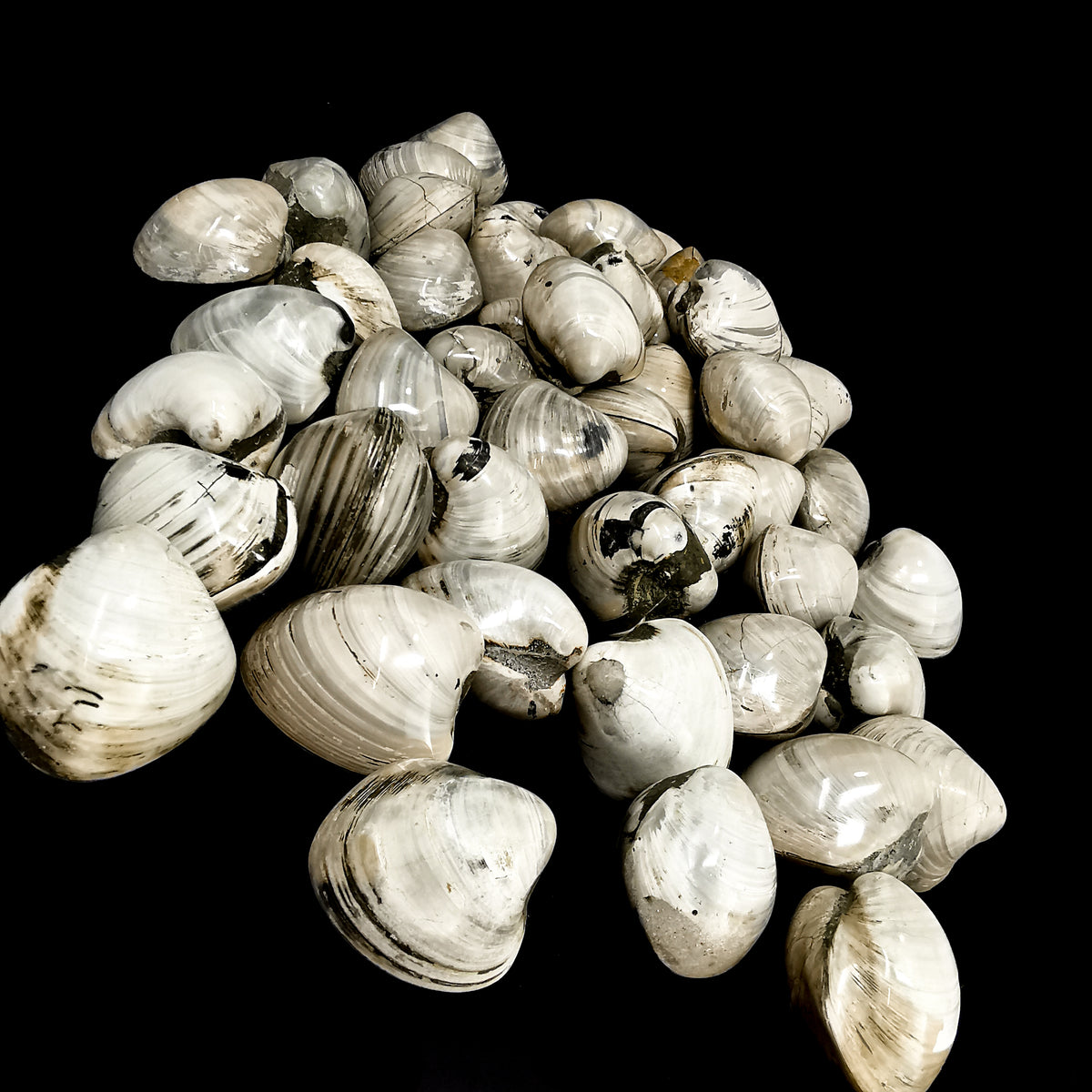 Bivalve Clam fossil.