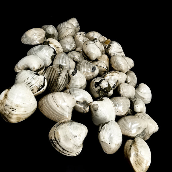 双壳蛤 - 化石