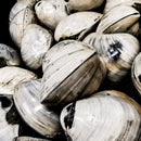 Bivalve Clam - Fossil