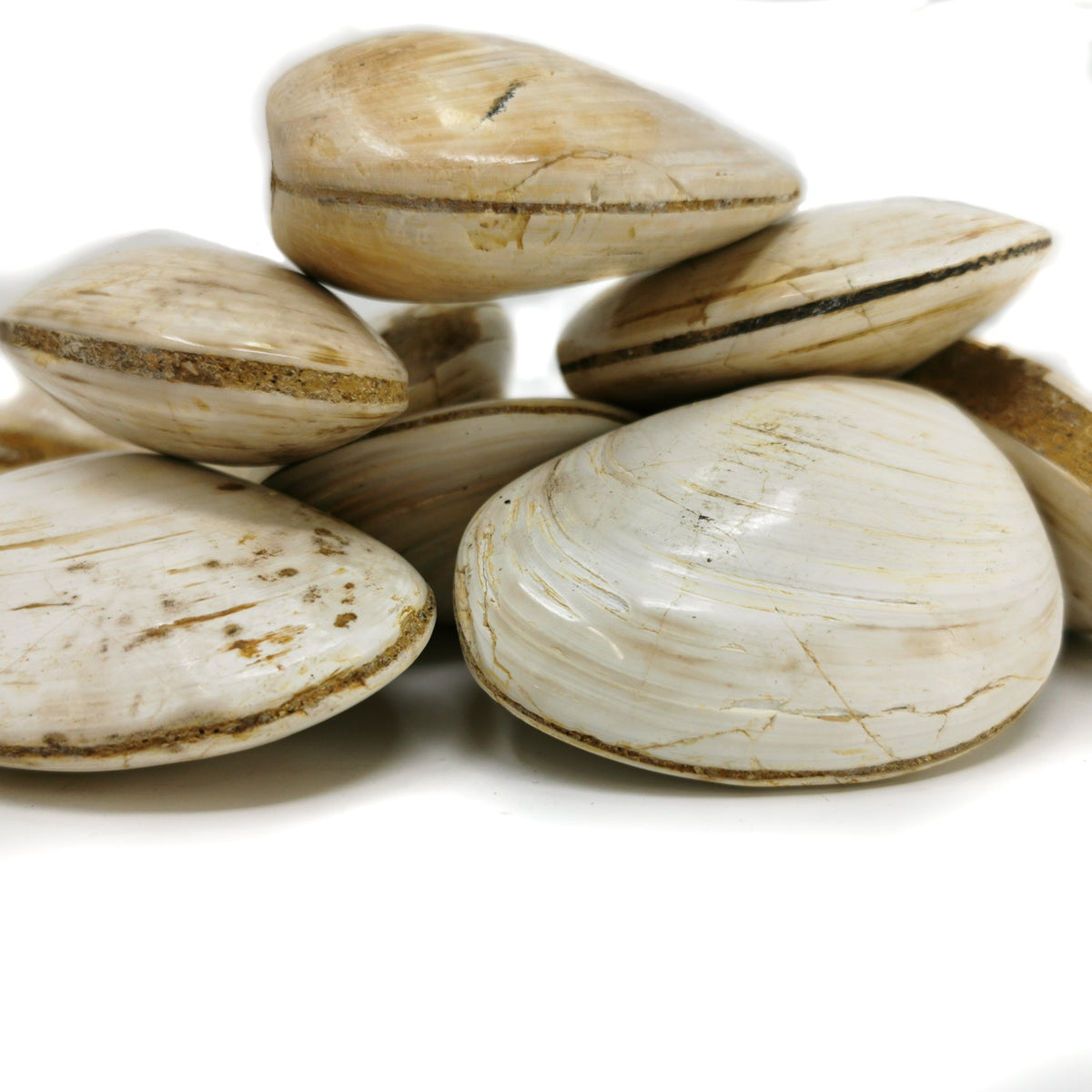 Clam fossil from Madagascar.