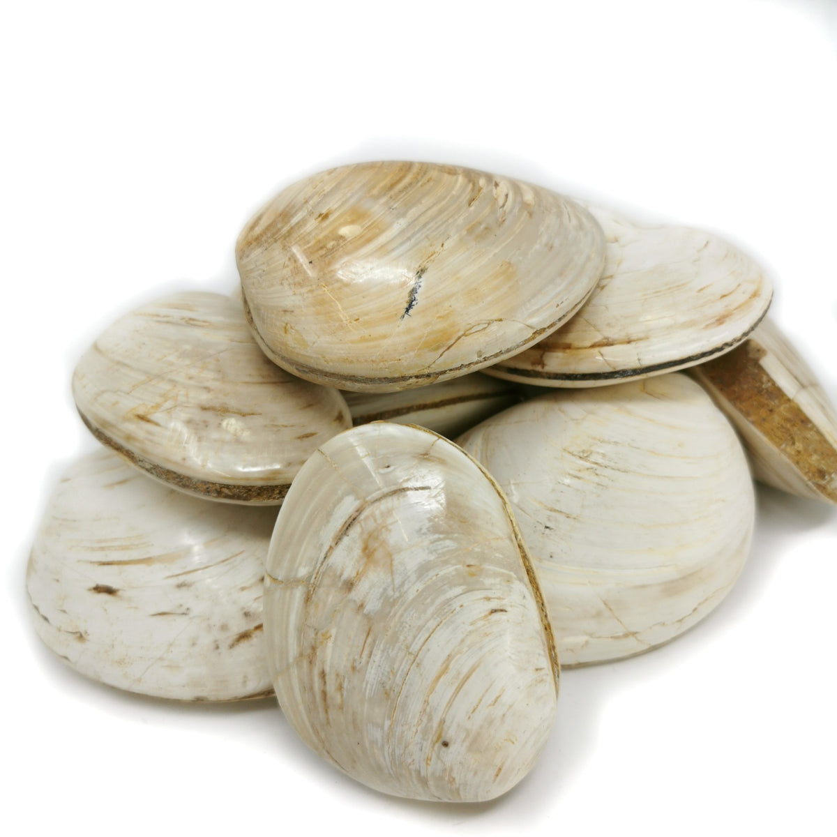 Clam fossil from Madagascar.