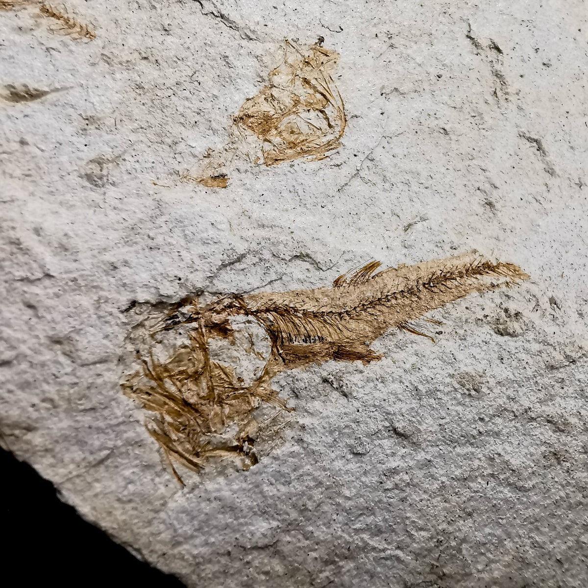Stickleback Fish fossil from Lahontan Beds, Hazen, Nevada, USA, Truckee Formation, Late Miocene.