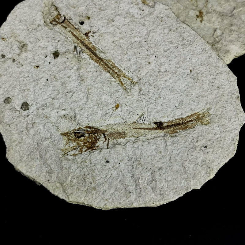 Stickleback Fish - Fossil