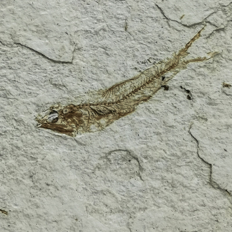 刺魚 - 化石