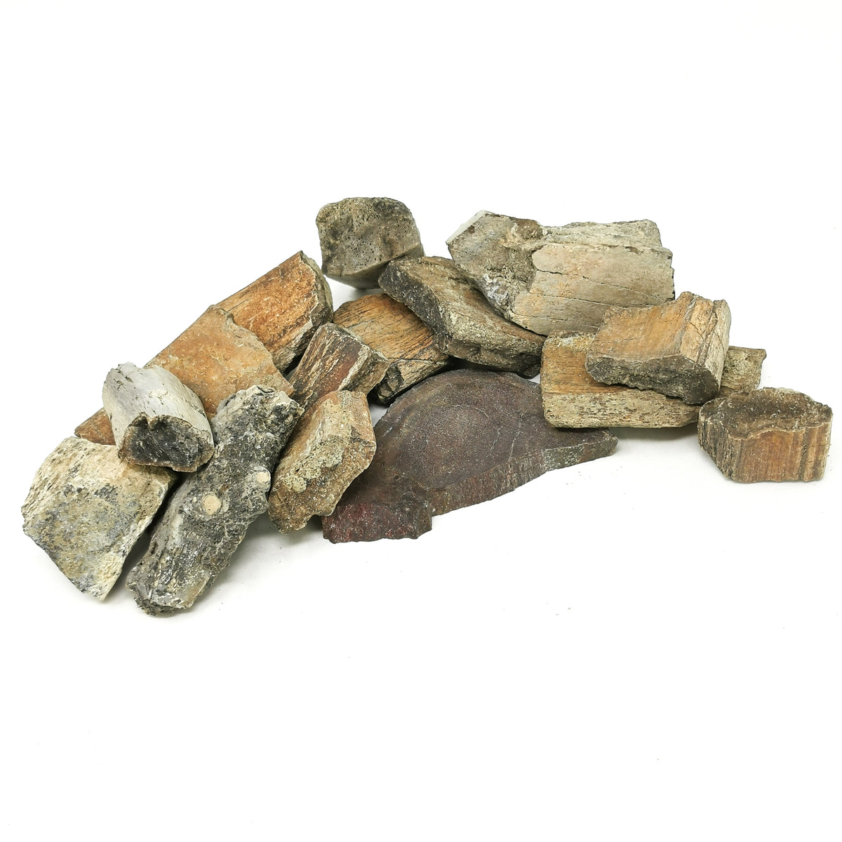 Alberta Dinosaur Bone Chunk fossil from Badlands, Alberta, Canada.