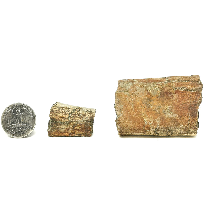 Alberta Dinosaur Bone Chunk - Fossil