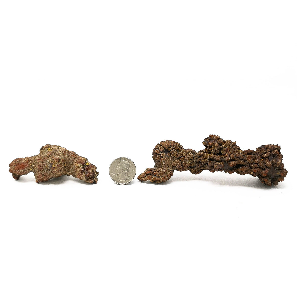 Dino Poop coprolite fossil.