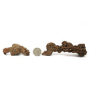Dino Poop - Coprolite - Fossil