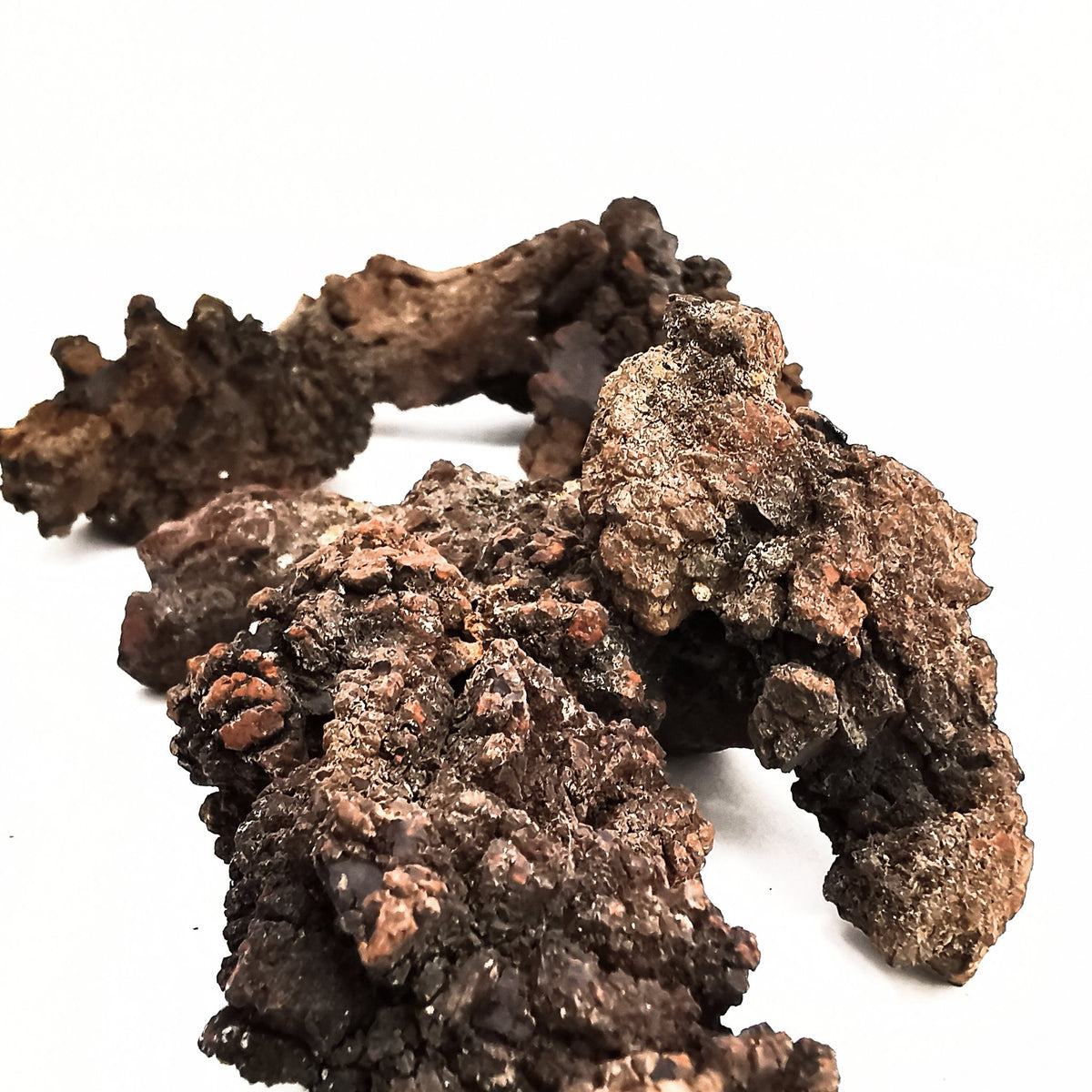 Dino Poop coprolite fossil.