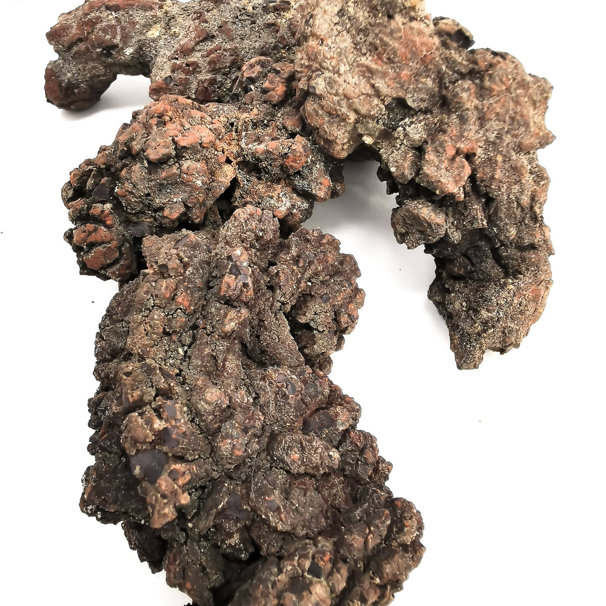 Dino Poop coprolite fossil.