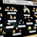 化石展示套装 - 大号