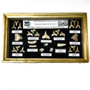 Fossil Display Set - Small