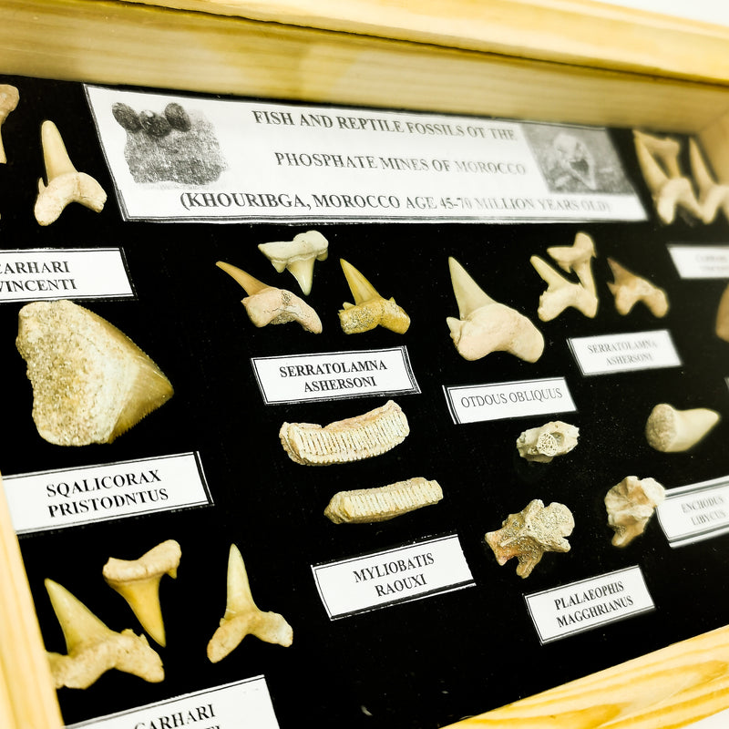 Fossil Display Set - Small