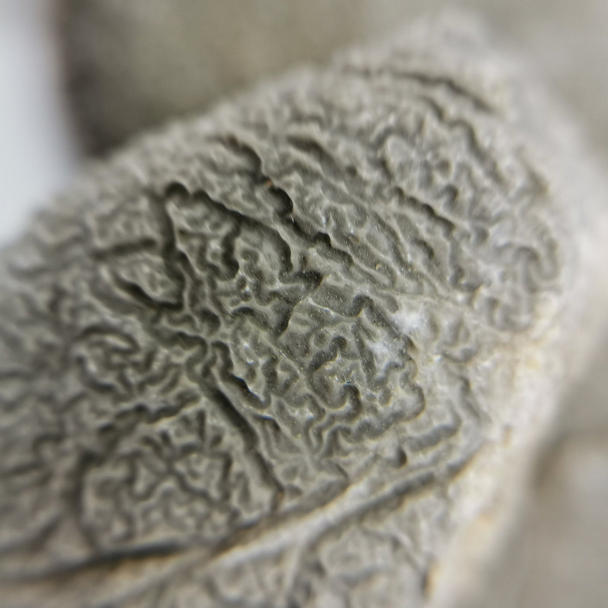 Etched limestone specimen from the USA – etching, close view
