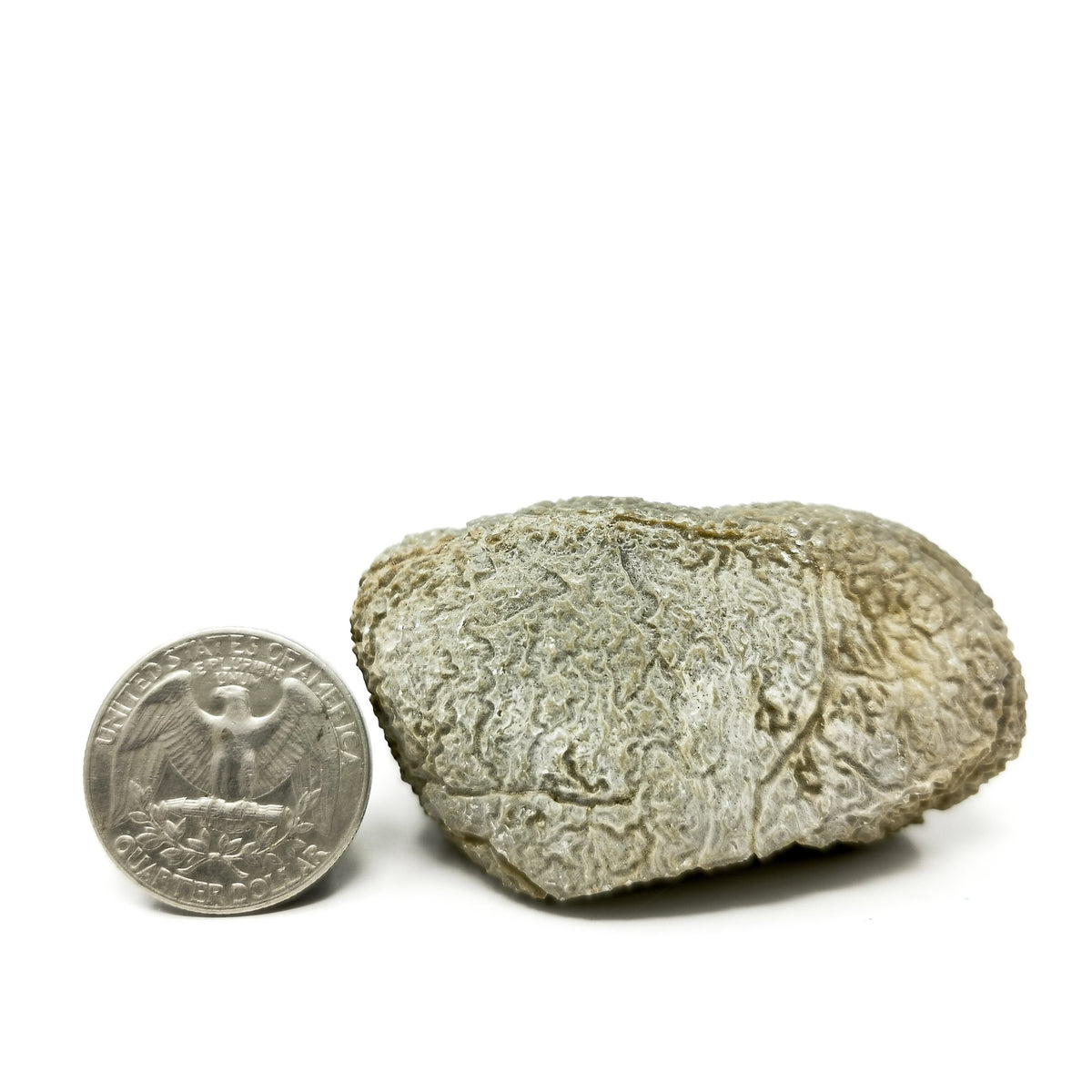 Etched limestone specimen from the USA – cobble beside a coin for scale
