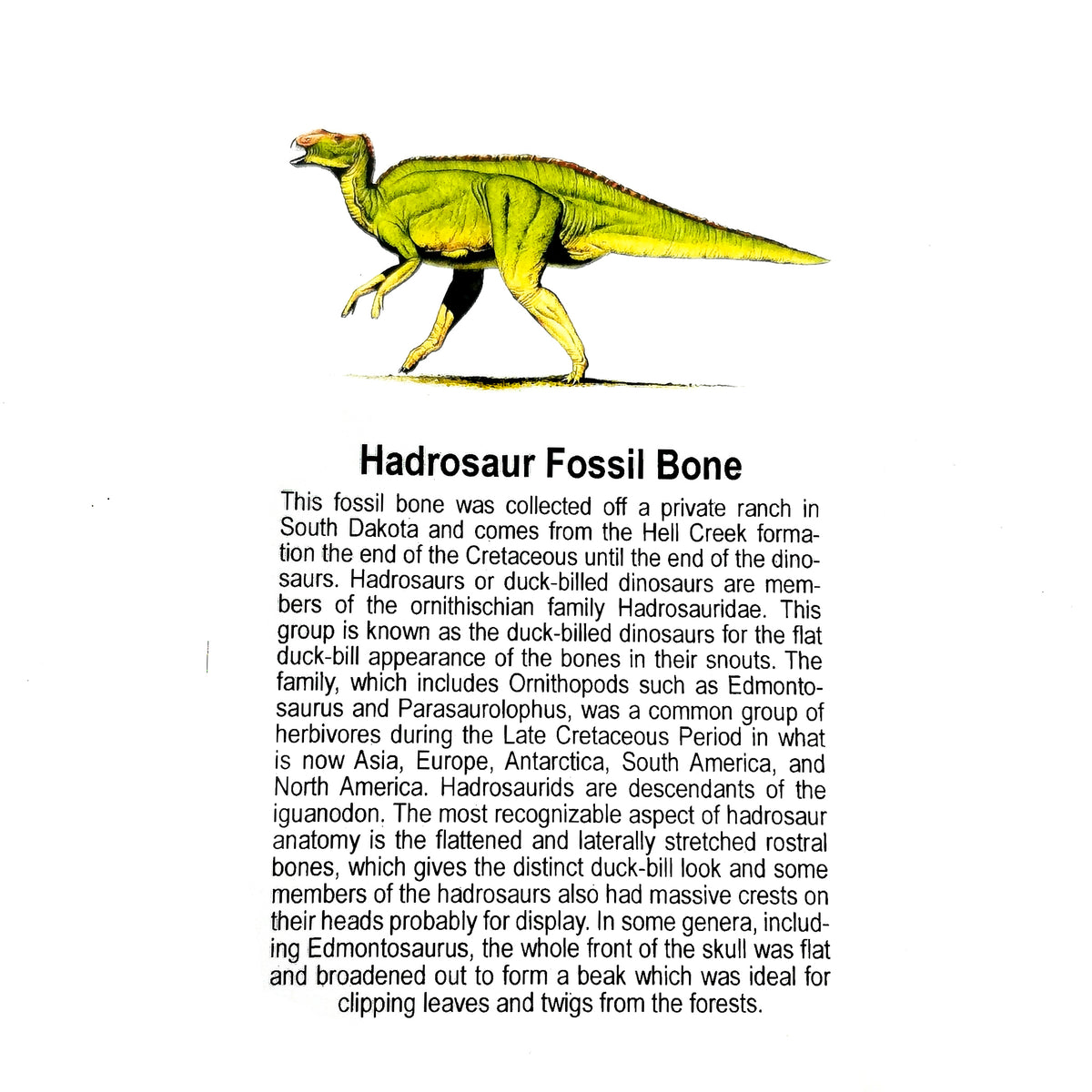 Hadrosaur Bone fossil from Hell Creek Formation, South Dakota, USA, Late Maastrichtian.