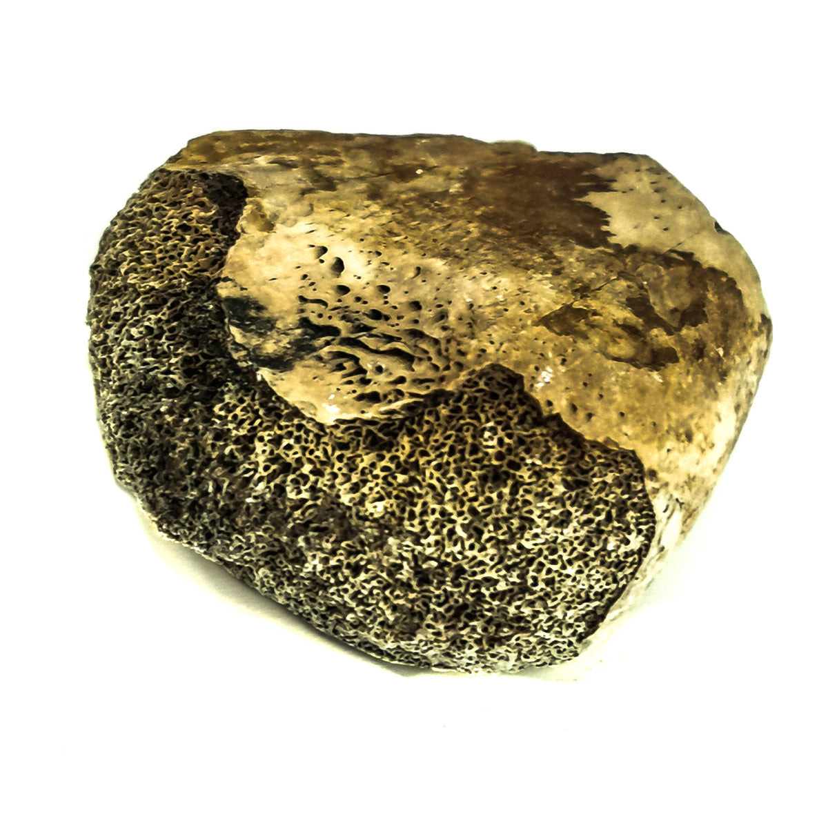 Hadrosaur Bone fossil from Hell Creek Formation, South Dakota, USA, Late Maastrichtian.