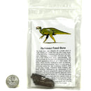 鴨嘴龍骨頭 - 化石