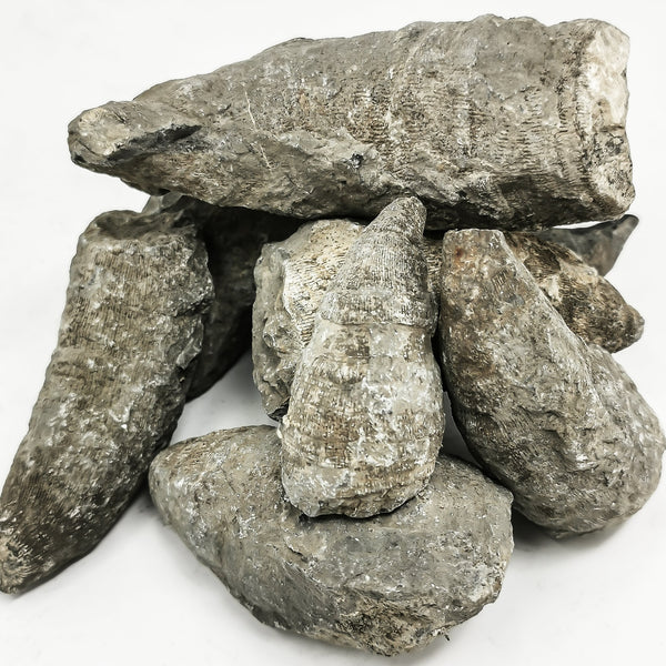 角珊瑚 - 化石